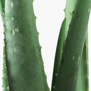 Aloe