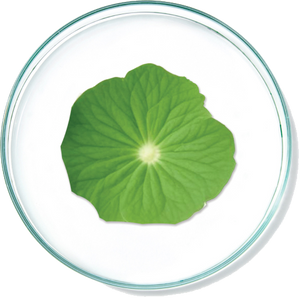 Centella Asiatica Extract