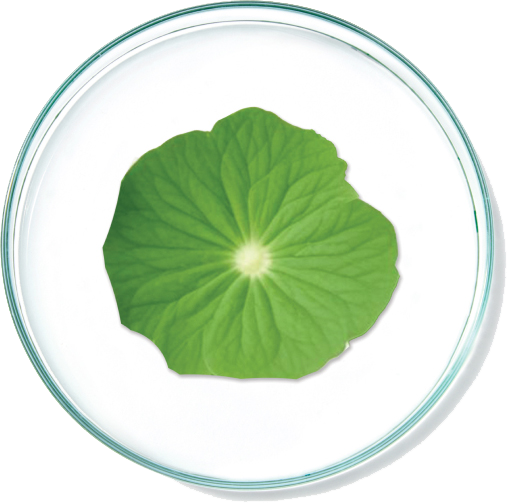 Centella Asiatica Extract