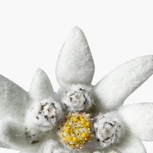 Edelweiss Stem Cell Extract