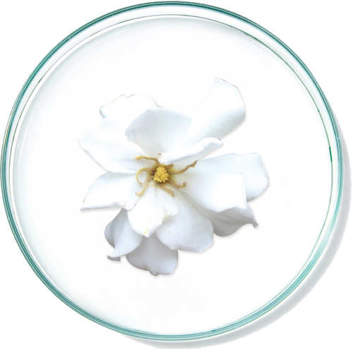 Gardenia Jasminoides Meristem Cell Culture