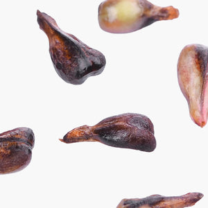 Grape Seed Extract