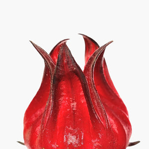 Hibiscus Extract