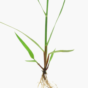 Imperata Cylindrica Root Extract