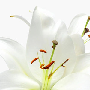 Madonna Lily Plant Stem Cells