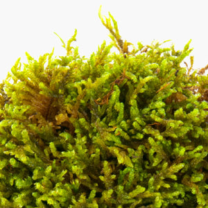 Moss Cell Tec