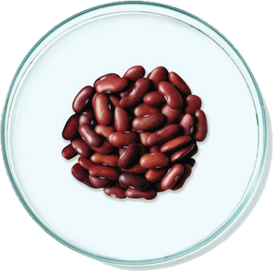 Phytic Acid