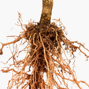 Comfrey Root Cell Extract