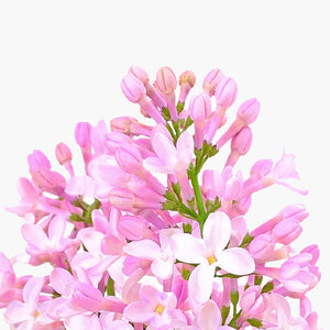 Lilac Leaf Cell Extract
