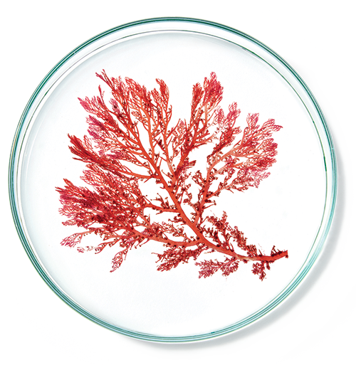 Papyrus Plant Stem Cell